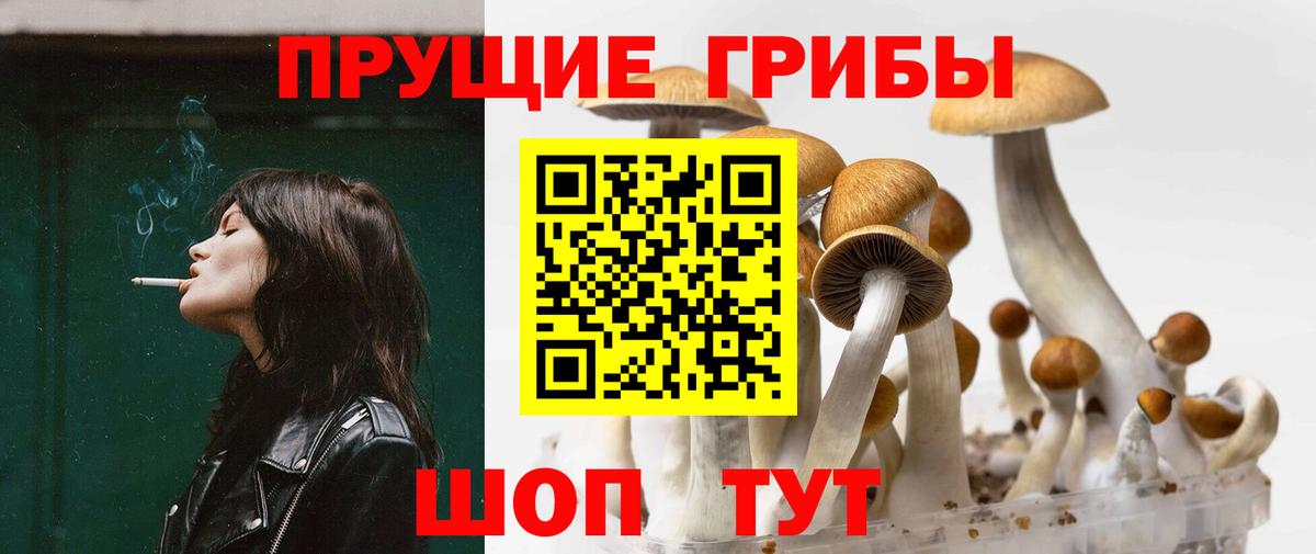 Псилоцибиновые грибы Psilocybine cubensis Междуреченск